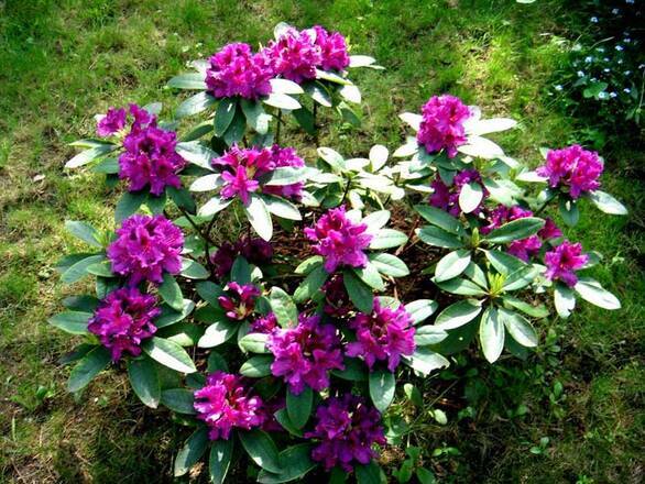  Różanecznik 'Rhododendron' Rasputin  Donica 1,5L - zdjęcie główne