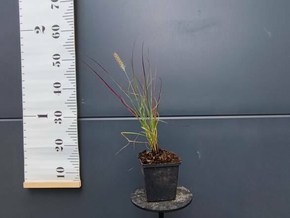 Rozplenica 'Pennisetum Alopecuroides' Burgundy Banny P9 - zdjęcie główne
