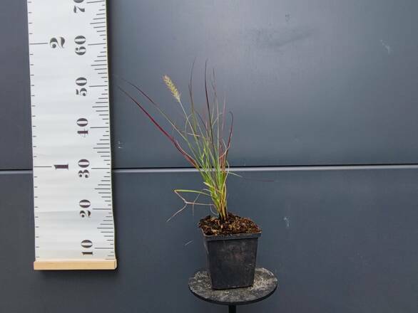  Rozplenica 'Pennisetum Alopecuroides' Burgundy Banny P9  - zdjęcie główne