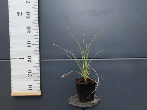Miskant Chiński 'Miscanthus' Gracillimus P9 - zdjęcie główne
