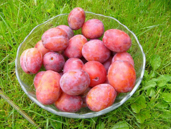 Śliwa karłowa 'Prunus armeniaca' Brzoskwiniowa - zdjęcie główne