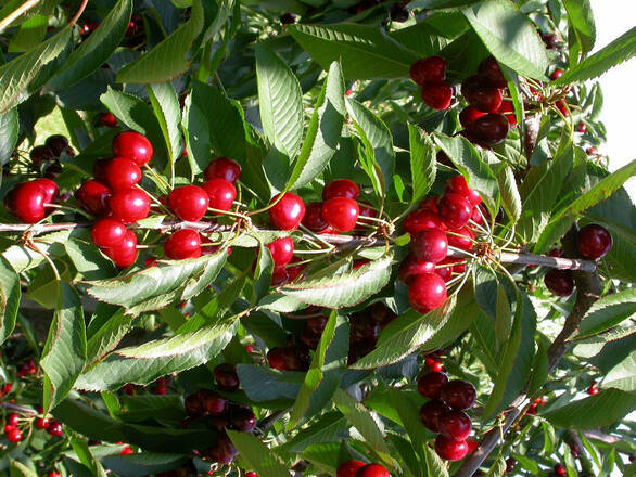 Wiśnia karłowa 'Prunus fruticosa' Nefris - zdjęcie główne