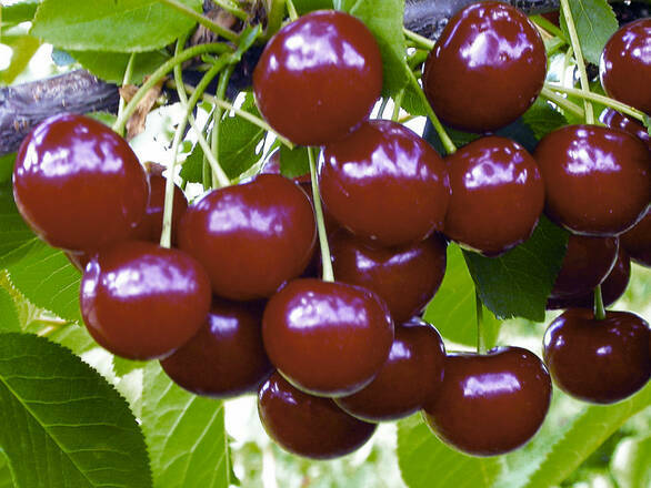 Wiśnia karłowa 'Prunus fruticosa' Panda - zdjęcie główne