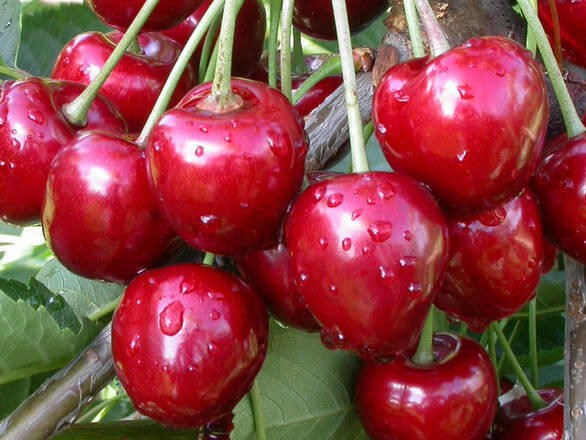 Wiśnia karłowa 'Prunus fruticosa' Wróble - zdjęcie główne