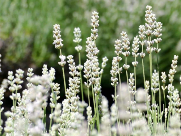  Lawenda biała 'White scent early' - zdjęcie główne