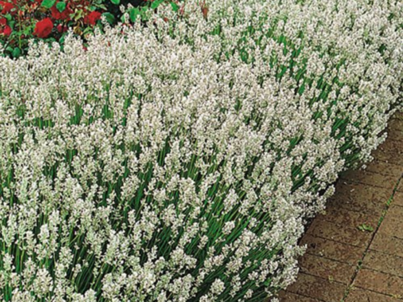 Lawenda biała 'Edelweiss' - zdjęcie główne