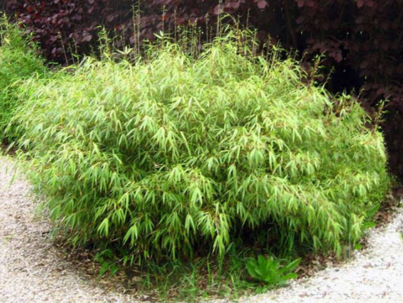  Bambus mrozoodporny 'Fargesia rufa' PBR  - zdjęcie główne