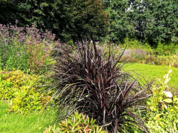  Rozplenica słoniowa 'Vertigo' - zdjęcie główne