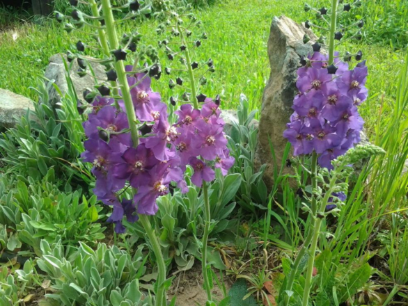  Dziewana ogrodowa fioletowa - Jak u babci  - zdjęcie główne