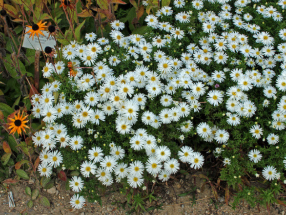  Aster marcinek Biały - zdjęcie główne