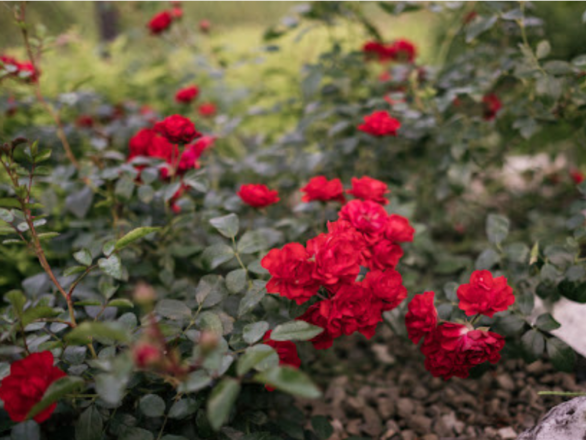  Róża okrywowa 'Red Fairy' - zdjęcie główne