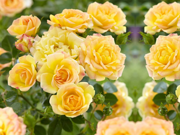  Róża okrywowa 'Yellow Fairy'  - zdjęcie główne