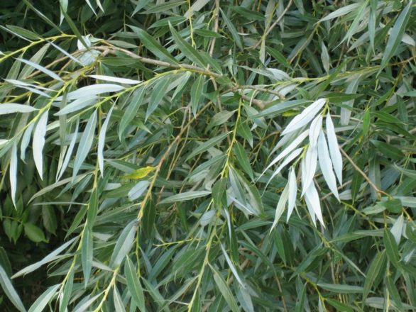  Wierzba bambusowa na pniu   - zdjęcie główne
