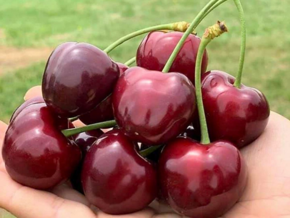  Czereśnia karłowa 'prunus avium' Ukraińska Gigant - zdjęcie główne