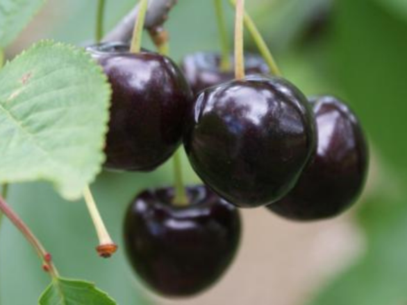 Czereśnia kolumnowa 'Cerasus' Kordia - zdjęcie główne