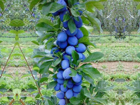  Śliwa kolumnowa 'Prunus' Impreial - zdjęcie główne