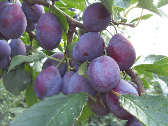  Śliwa kolumnowa 'Prunus' Bluefree - zdjęcie główne