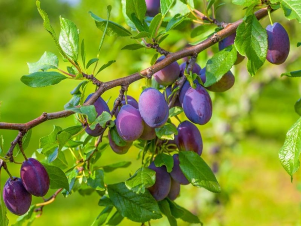 Śliwa kolumnowa 'Prunus' Węgierka Dąbrowicka - zdjęcie główne