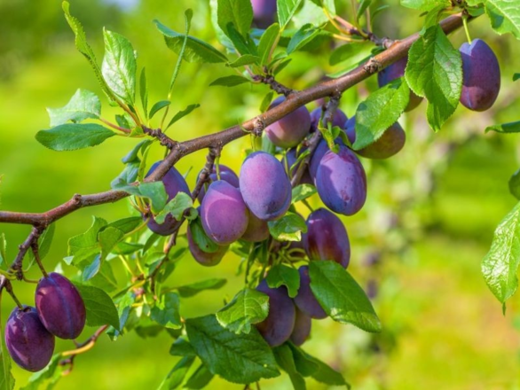  Śliwa kolumnowa 'Prunus' Węgierka Dąbrowicka - zdjęcie główne