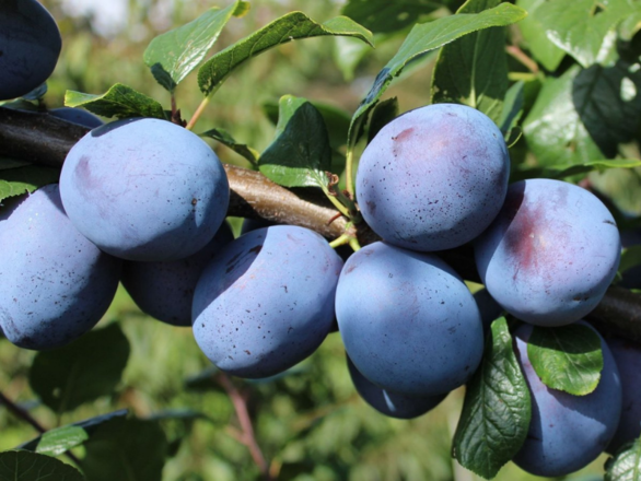  Śliwa kolumnowa 'Prunus' Top Hit - zdjęcie główne