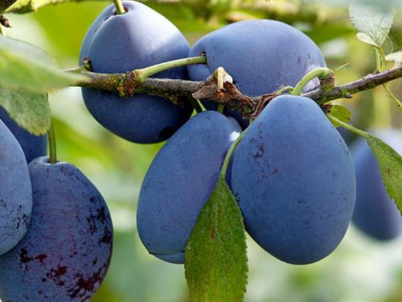 Śliwa kolumnowa 'Prunus' Stanley - zdjęcie główne