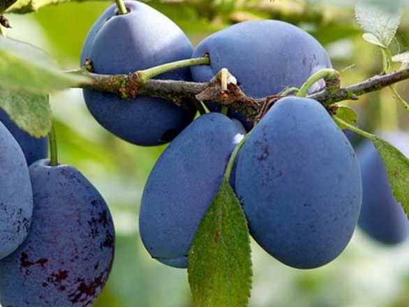  Śliwa kolumnowa 'Prunus' Stanley - zdjęcie główne