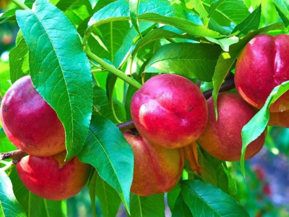 Nektaryna kolumnowa 'Prunus persica' Harblaze - zdjęcie główne