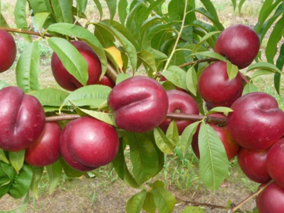  Nektaryna kolumnowa 'Prunus persica' Harco - zdjęcie główne