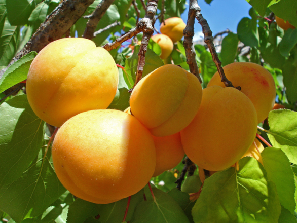  Morela kolumnowa 'Prunus armeniaca' Białoruska odporna - zdjęcie główne