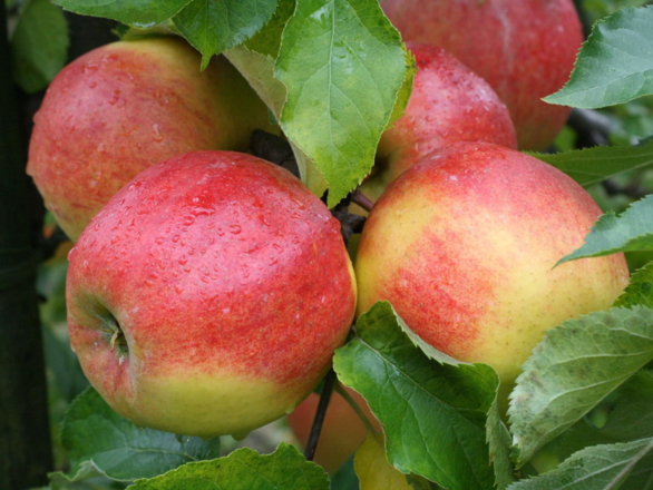  Jabłoń kolumnowa 'Malus' Jonagold - zdjęcie główne