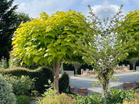  Katalpa na pniu szczepiona Variegata - zdjęcie główne