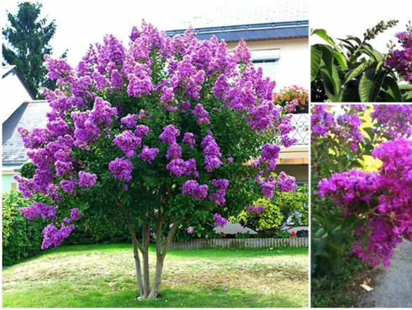  Lagerstroemia - zdjęcie główne