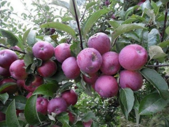  Jabłoń kolumnowa 'Malus' Paulared - zdjęcie główne