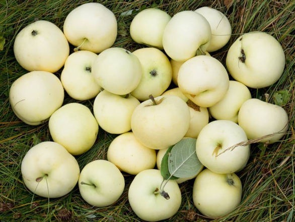  Jabłoń kolumnowa 'Malus' Oliwka żółta - zdjęcie główne