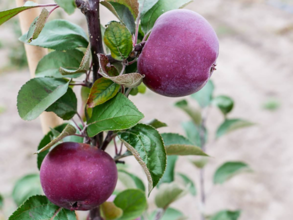  Jabłoń kolumnowa 'Malus' Sercowe Love - zdjęcie główne