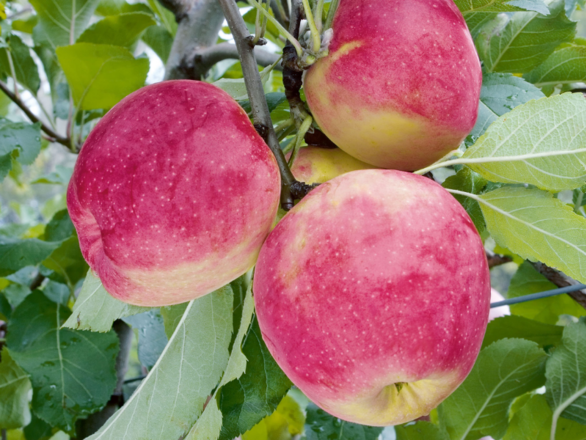  Jabłoń kolumnowa 'Malus' Florina - zdjęcie główne