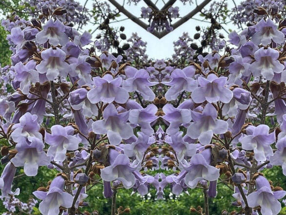  Paulownia tomentosa  P9 - zdjęcie główne