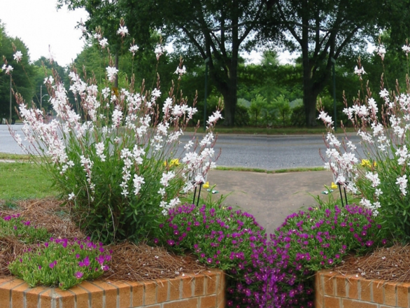 Gaura biała - zdjęcie główne