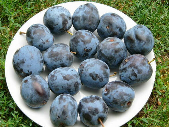 Śliwa karłowa 'Prunus armeniaca' Węgierka Zwykła - zdjęcie główne