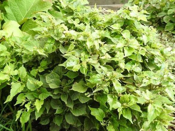 Lipa 'Tilia cordata' Drobnolistna Minima - zdjęcie główne