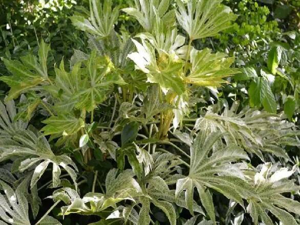  Fatsia 'Fatsia japonica' Spider - zdjęcie główne