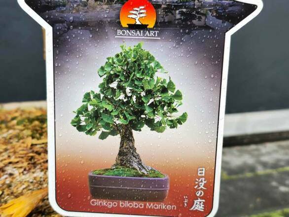  Miłorząb 'Ginkgo biloba' Mariken Bonsai  - zdjęcie główne