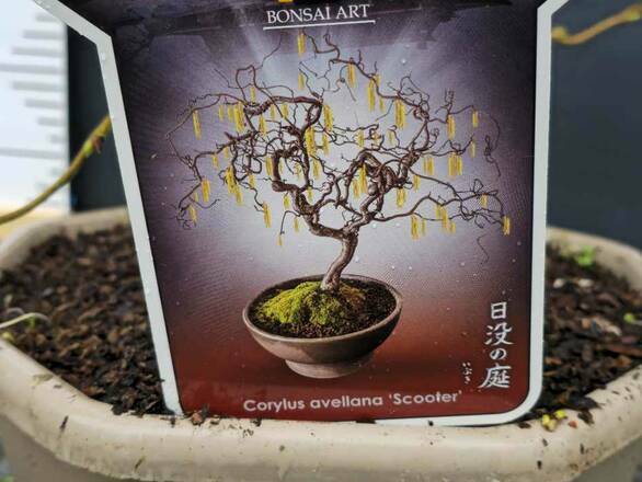  Leszczyna 'Corylus avellana'  Pospolita Scooter Bonsai    - zdjęcie główne