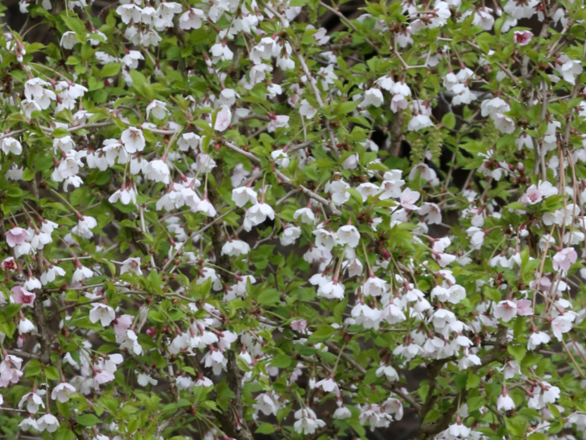  Wiśnia 'Prunus incisa' Koiou-no-mai - zdjęcie główne