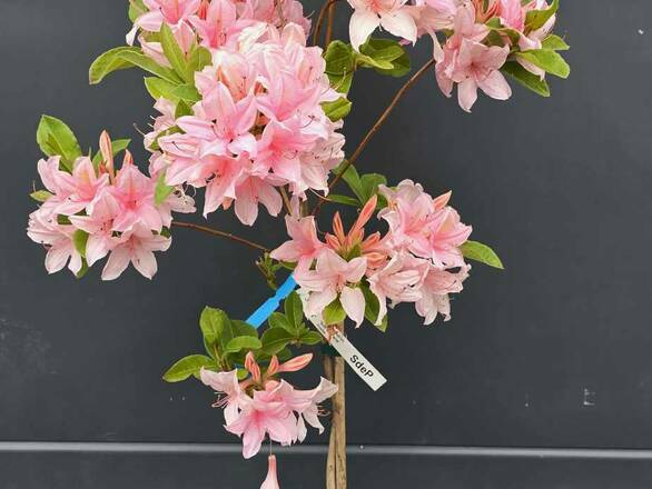  Azalia wielkokwiatowa  'Rhododendron' Różowa Na Pniu - zdjęcie główne