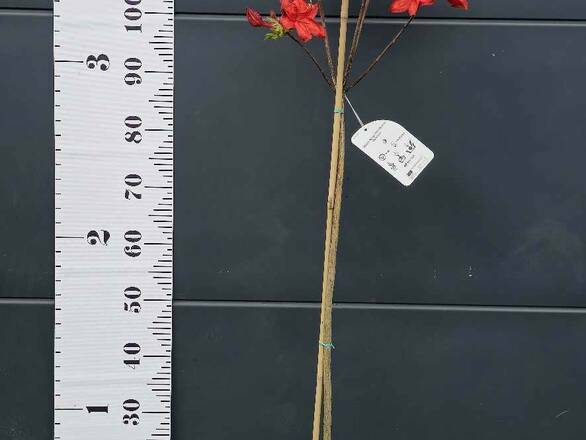  Azalia wielkokwiatowa  'Rhododendron' Czerwona Na Pniu  - zdjęcie główne