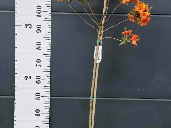 Azalia wielkokwiatowa 'Rhododendron' Pomarańczowa Na Pniu - zdjęcie główne