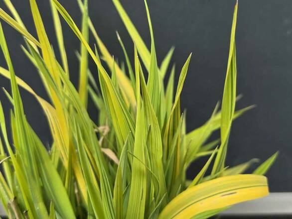  Trawa 'Phalaris arundinacea' Mozga Trzcinowata' Arctic Sun - zdjęcie główne