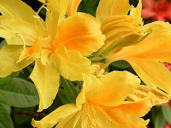  Azalia wielkokwiatowa  'Rhododendron' Żółta Na Pniu   - zdjęcie główne