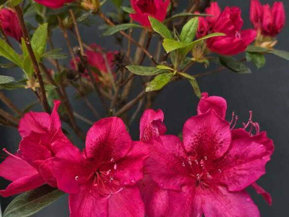  Azalia Japońska  'Rhododendron japonicum' Czerwona na Pniu  - zdjęcie główne